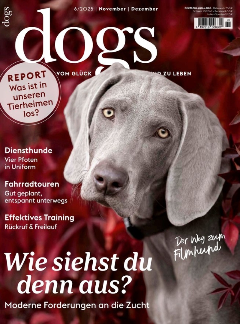 dogs dogs